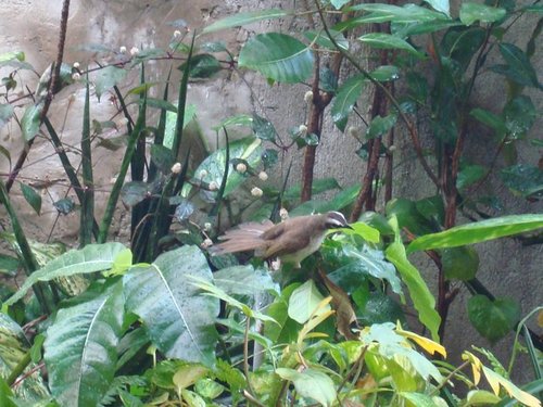 Yellow-vented Bulbul, Philippines, photo 9 of 10