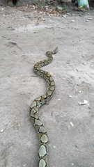 Malayopython reticulatus