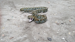 Malayopython reticulatus