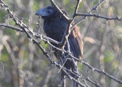 Crotophaga sulcirostris