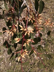 Eucalyptus bancroftii
