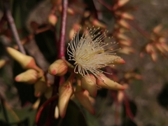 Eucalyptus bancroftii