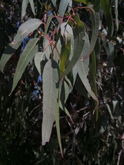 Eucalyptus bancroftii