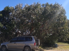 Eucalyptus bancroftii