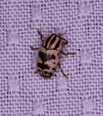 Cryptocephalus leucomelas