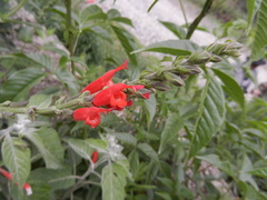 Salvia haenkei
