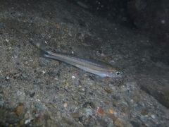 Notropis leuciodus