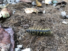 Phalera flavescens