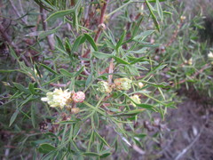 Petrophile squamata