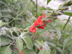 Salvia haenkei