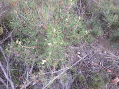 Petrophile squamata