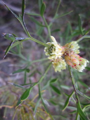 Petrophile squamata