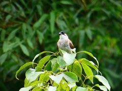 Pycnonotus xanthorrhous