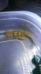 Faxonius erichsonianus