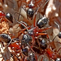 Camponotus innexus