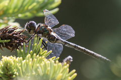 Somatochlora kennedyi