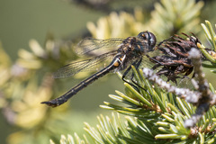 Somatochlora kennedyi