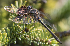 Somatochlora kennedyi