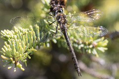 Somatochlora kennedyi