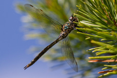 Somatochlora kennedyi