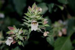 Lepidagathis cuspidata