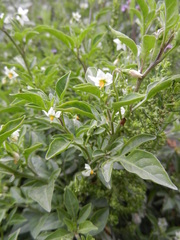 Solanum palitans
