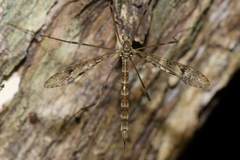 Austrolimnophila argus