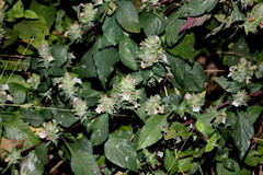 Lepidagathis cuspidata