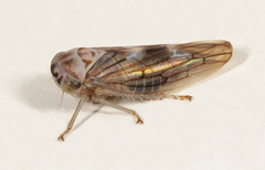 Populicerus formosus