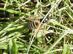 Vespula intermedia