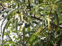 Vasconcellea quercifolia