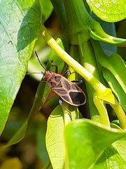 Graptostethus servus