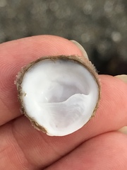 Crepidula nummaria
