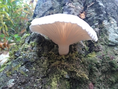 Pleurotus dryinus