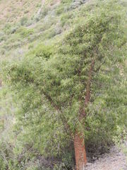 Vasconcellea quercifolia