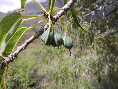 Vasconcellea quercifolia