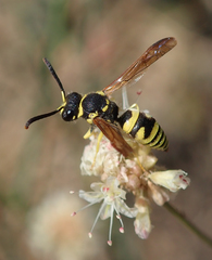 Ancistrocerus spilogaster