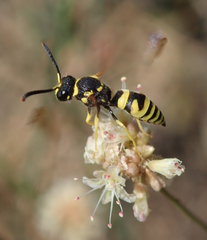 Ancistrocerus spilogaster