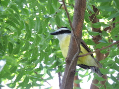 Pitangus sulphuratus