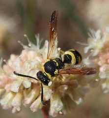 Ancistrocerus spilogaster
