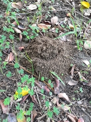 Tarbinskiellus portentosus