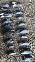 Cumberlandia monodonta