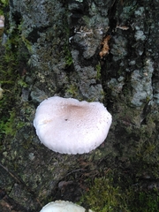 Pleurotus dryinus