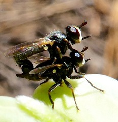 Thecophora propinqua