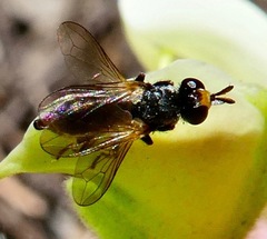 Thecophora propinqua