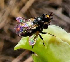 Thecophora propinqua