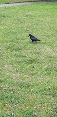 Corvus frugilegus
