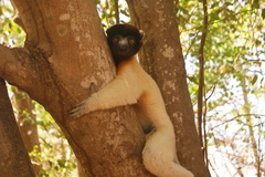 Propithecus coronatus