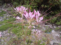 Cleome boliviensis