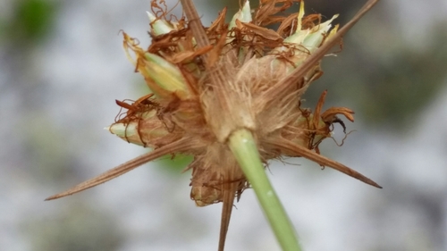Image of Bulbostylis warei by (c) Jay Horn, some rights reserved (CC BY)